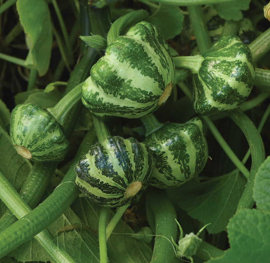 Courgette Green Lightening F1