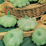 Courgette Patty Green Tint F1 Hybrid