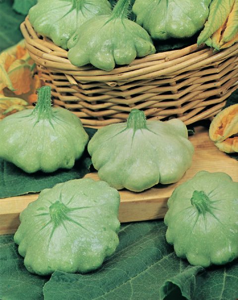 Courgette Patty Green Tint F1 Hybrid