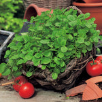 Cress American Upland or Land Cress