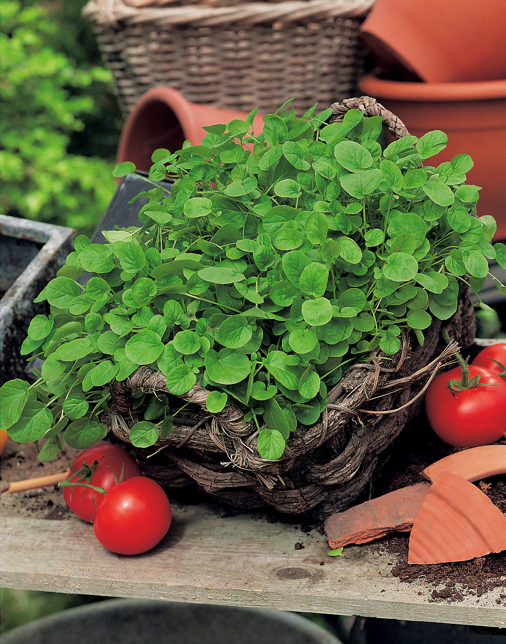 Cress American Upland or Land Cress