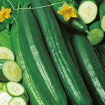 Cucumber Tasty Green F1 Hybrid