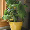 Cucumber Quick Snack F1 Hybrid