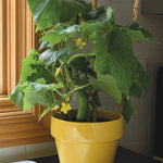 Cucumber Quick Snack F1 Hybrid