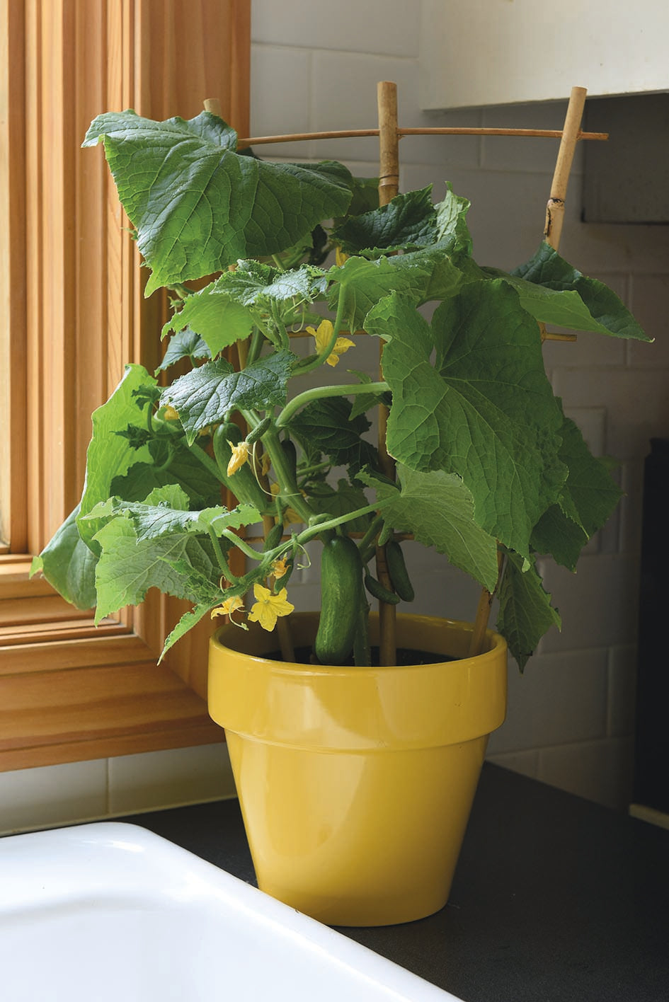 Cucumber Quick Snack F1 Hybrid