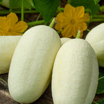 Cucumber Crystal Apple