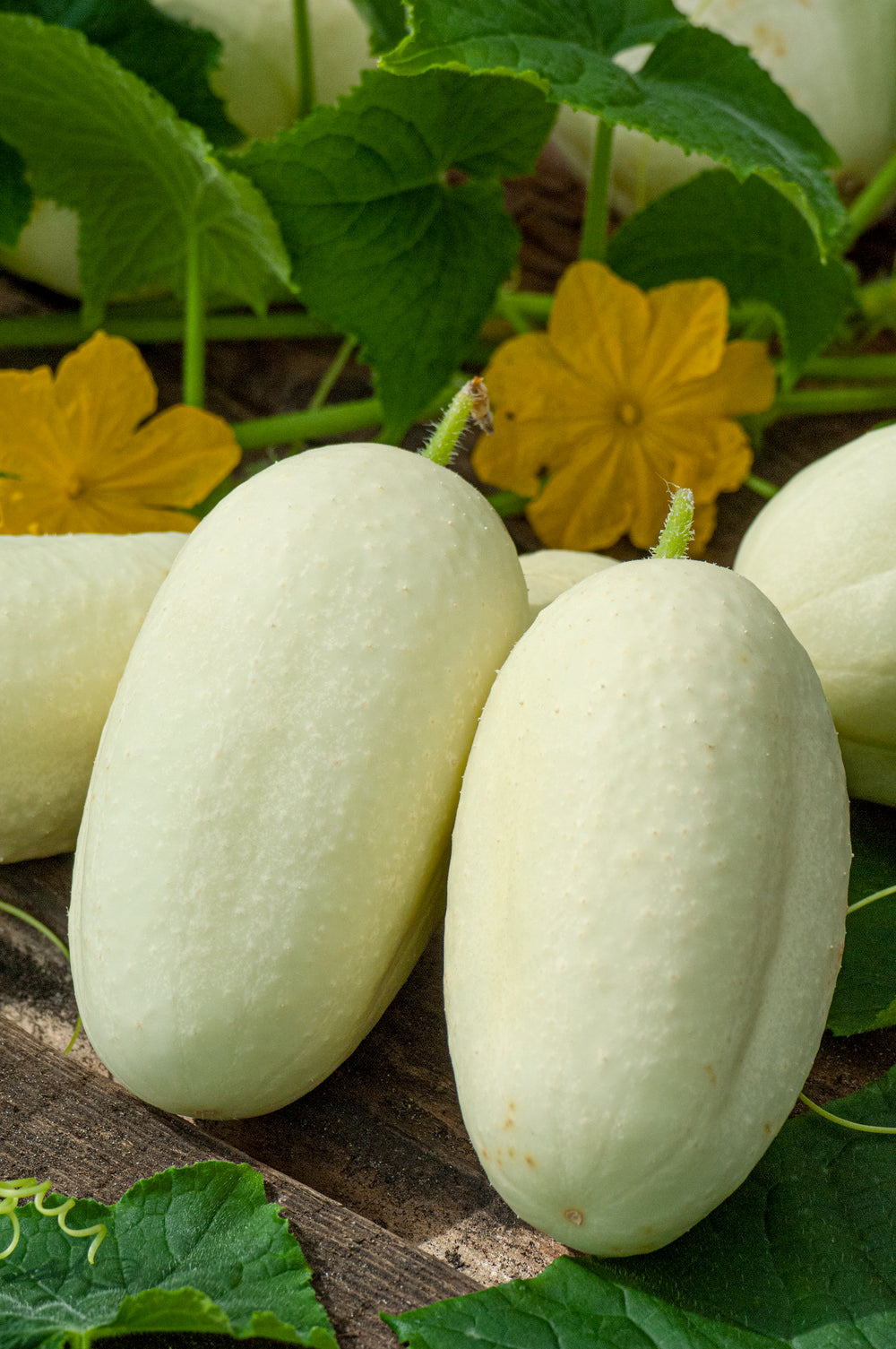 Cucumber Crystal Apple