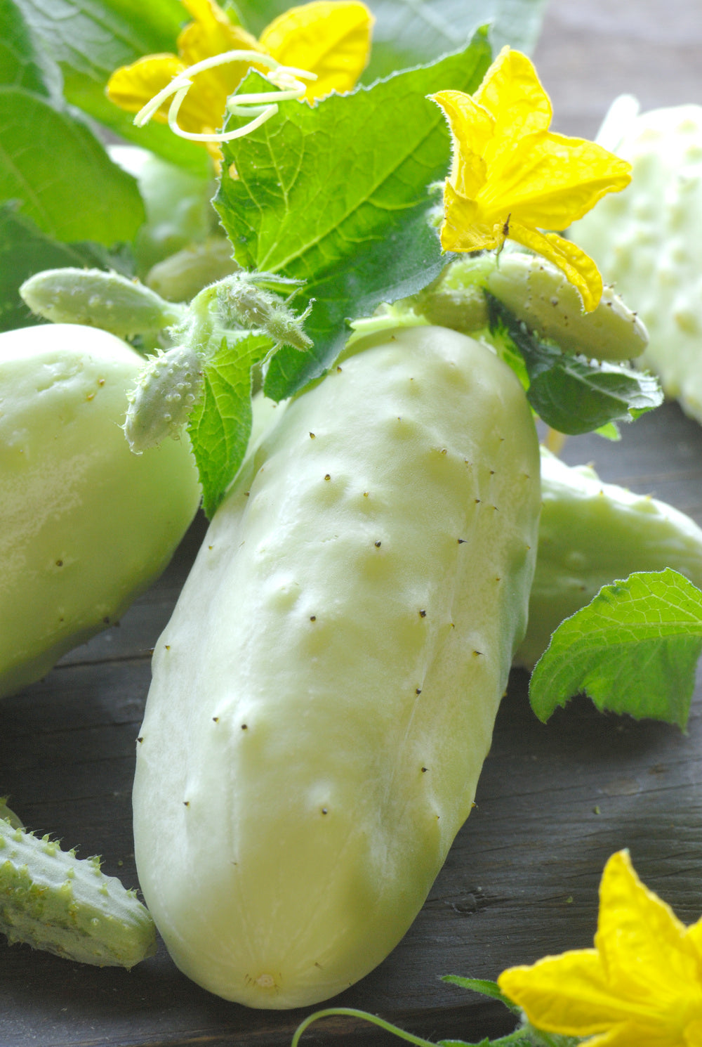 Cucumber White Wonder