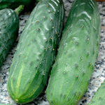 Cucumber Spacemaster