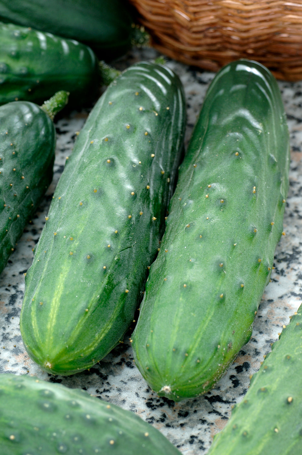 Cucumber Spacemaster