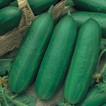 Cucumber Lebanese Manny F1 Hybrid