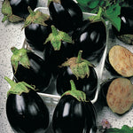 Eggplant Black King F1 Hybrid