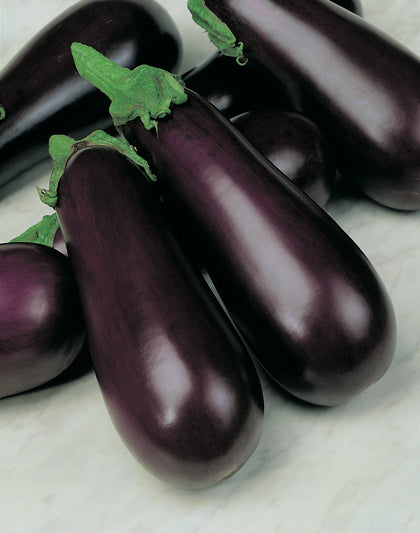 Eggplant Early Prolific F1 Hyb