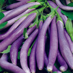 Eggplant Ping Tung