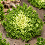Endive Green Curled Ruffec