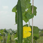 57110_FREE