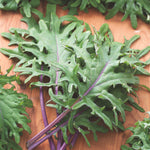 Kale Red Russian