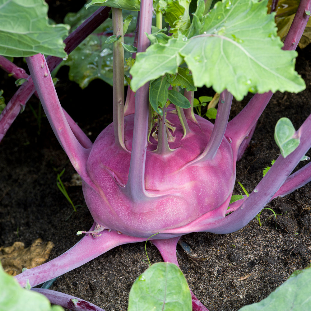 Kohl Rabi Purple Vienna