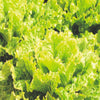 Lettuce Batavia Green Leny (Aphid Resistant)