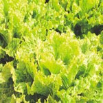 Lettuce Batavia Green Leny (Aphid Resistant)
