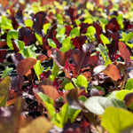 Lettuce Gourmet Salad Blend