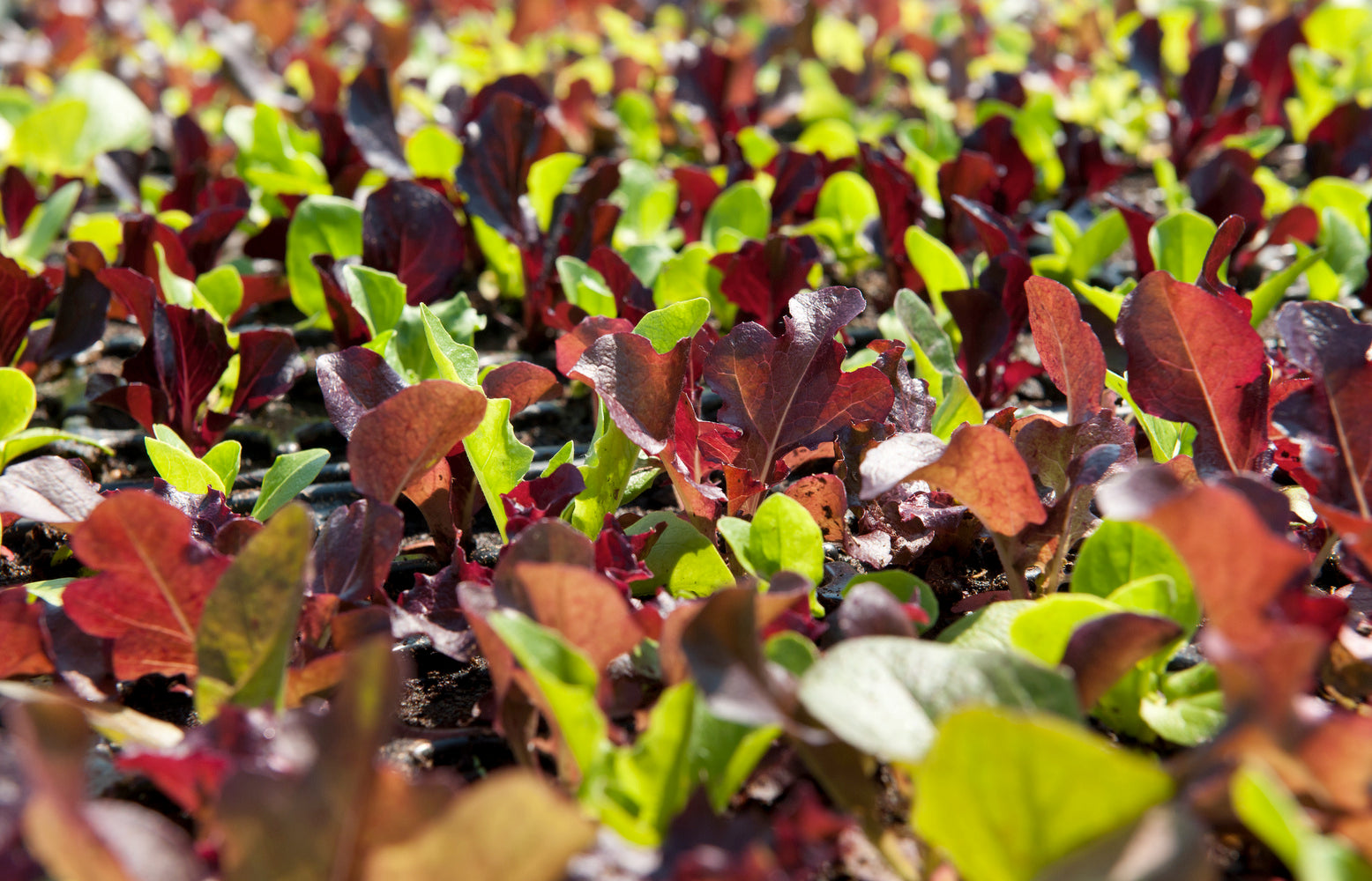 Lettuce Gourmet Salad Blend