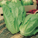 Lettuce Tin Tin Cos