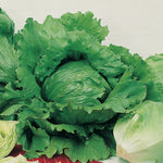 Lettuce Kaiser