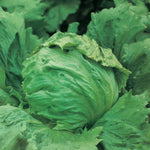 Lettuce Legacy