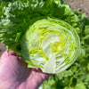 Lettuce Pint Size