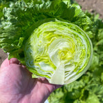 Lettuce Pint Size