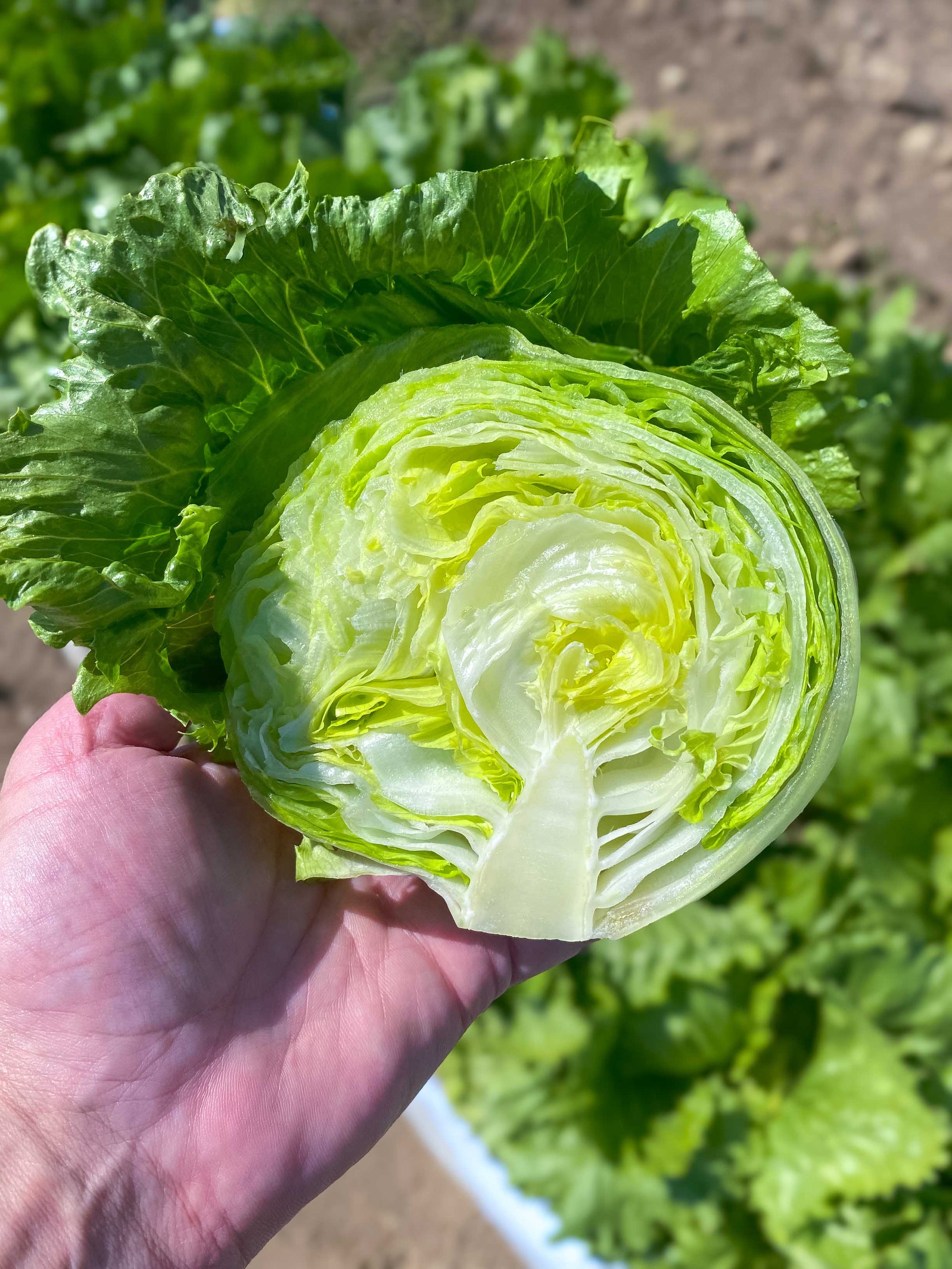 Lettuce Pint Size