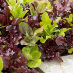 Lettuce - Mesclun Mix