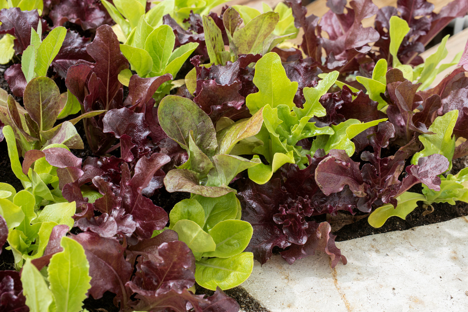 Lettuce - Mesclun Mix