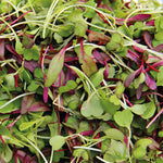 Micrgreens (2026/27 Free Gift)