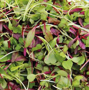 Microgreens (2026/27 Free Gift)
