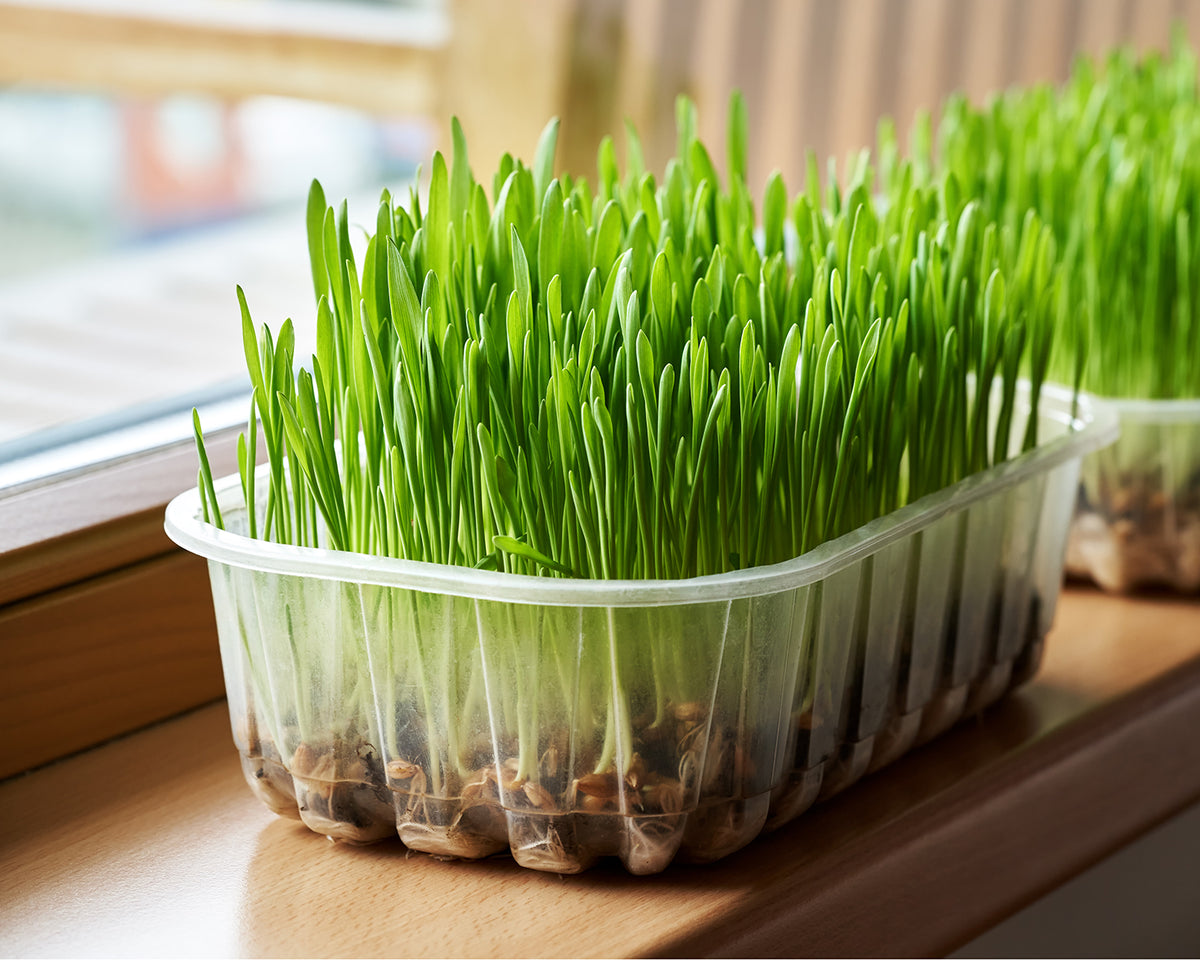 Micro Grass Microgreens Wheatgrass – Egmont Seeds