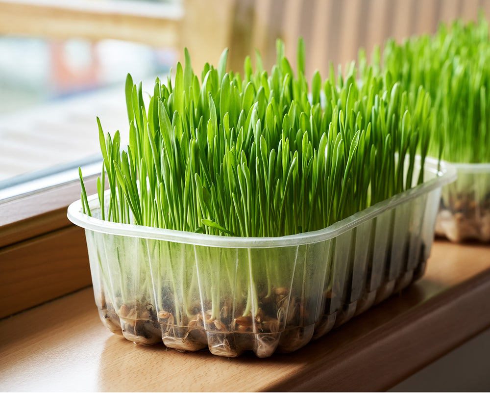 Microgreens Wheatgrass – Egmont Seeds