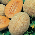 Melon - Rock Hales Best Jumbo