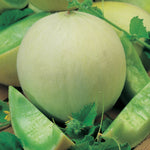 Rock Melon Honey Dew