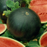 Melon - Watermelon Sugar Baby