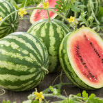 Melon - Watermelon Crimson Sweet