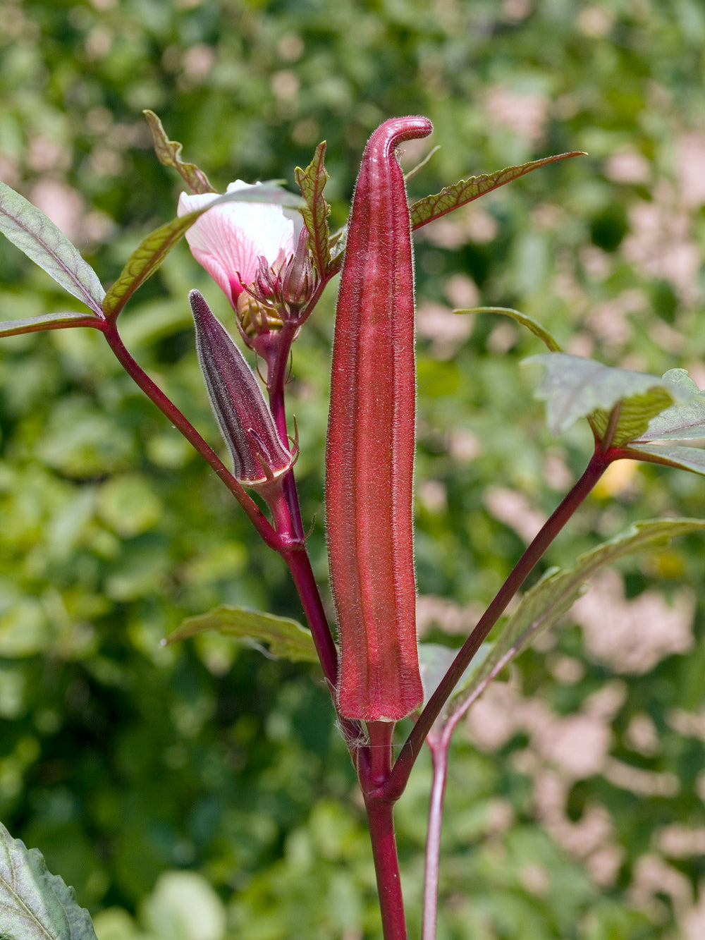 Okra Burgundy