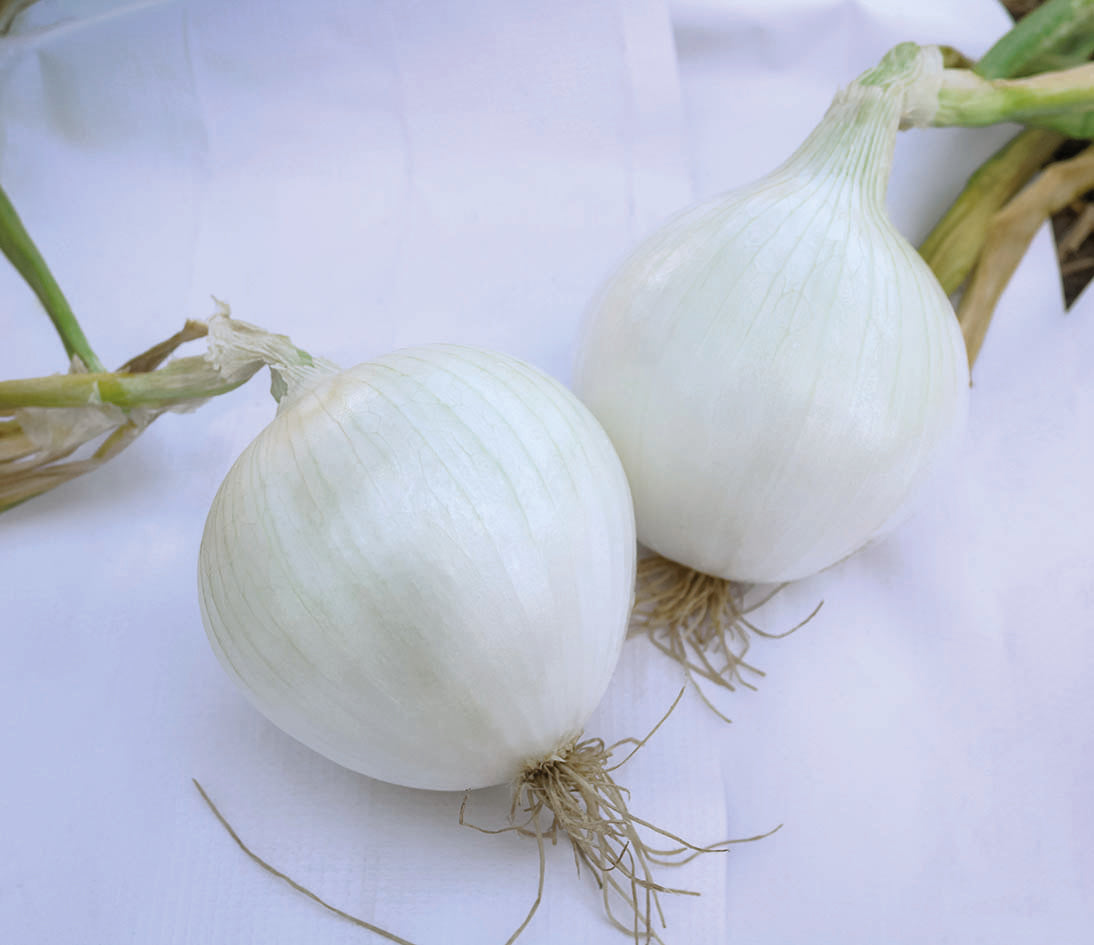 Onion Luna White