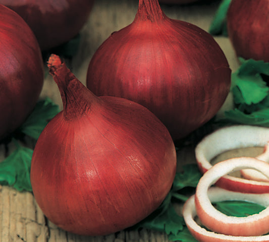 Onion Californian Red F1 Hybrid