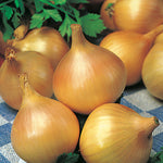 Onion Pukekohe Long Keeper