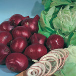 Onion F1 Hybrid Red Rambo