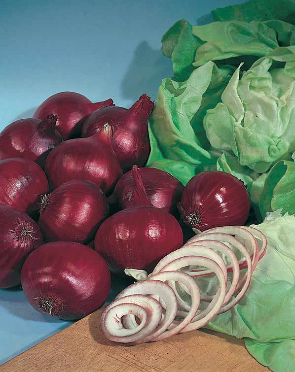 Onion F1 Hybrid Red Rambo