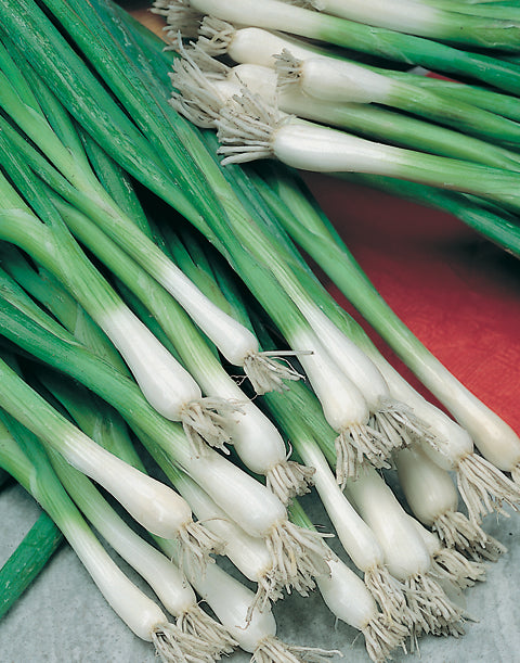 Onion Spring Bunching – Egmont Seeds