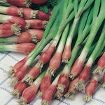 Onion Spring Crimson Forest